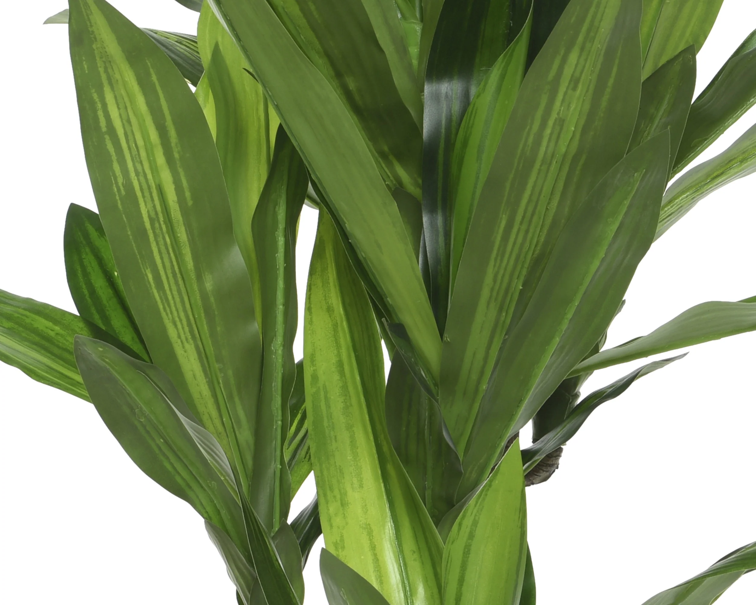 Dracaena in pot - Image 3