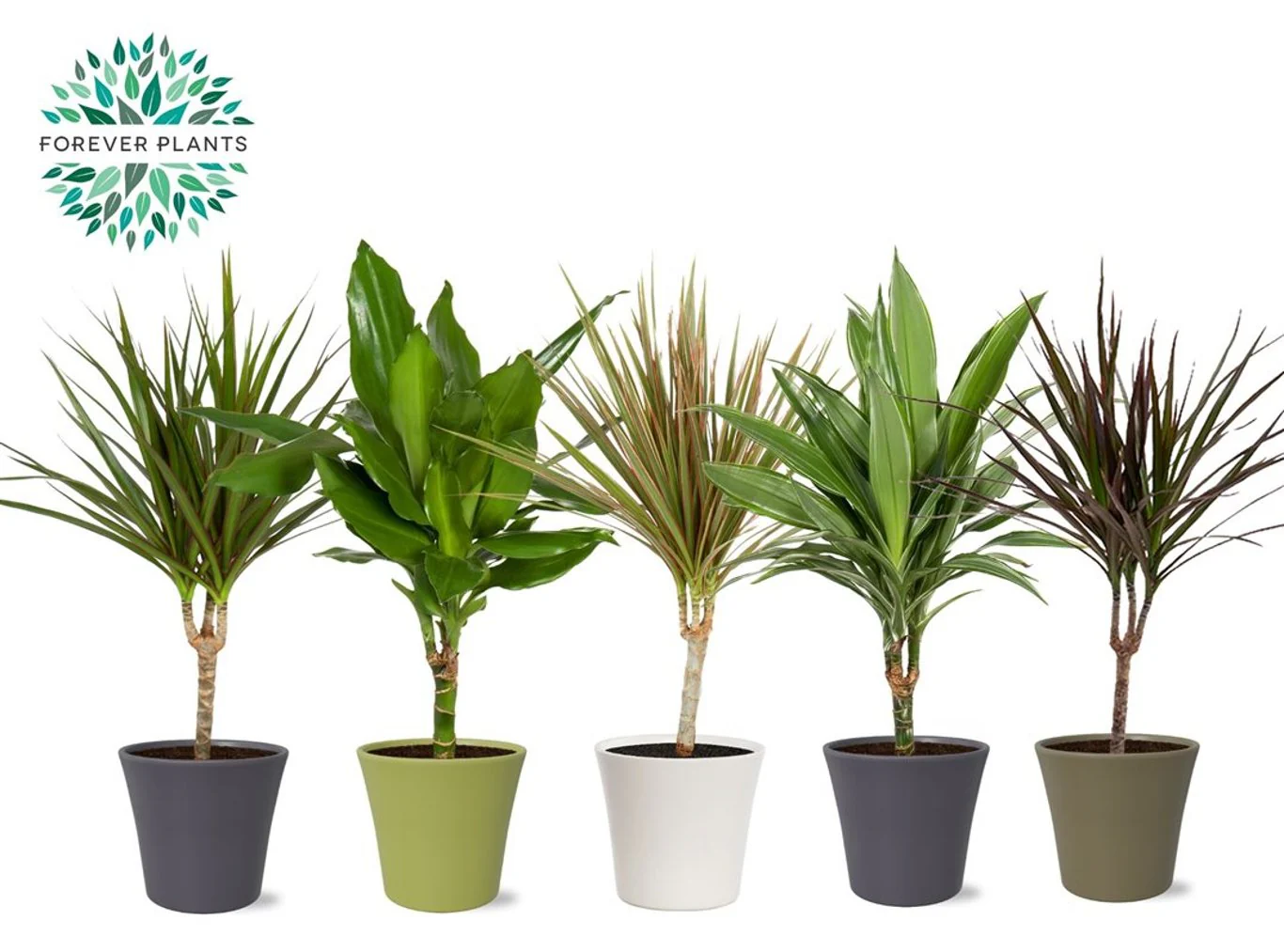 Dracaena mix / 14 cm ceramic 'Coco'