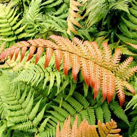 Dryopteris Lepidopoda 2L - Image 3