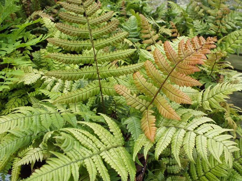 Dryopteris Lepidopoda 2L - Image 4