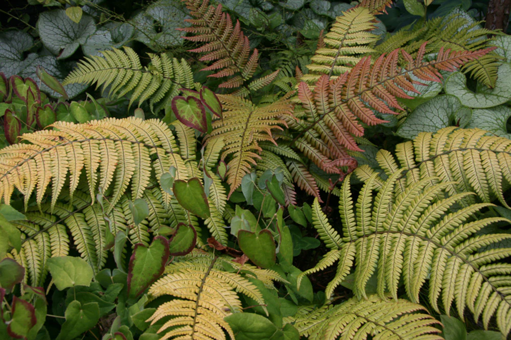 Dryopteris Lepidopoda 2L - Image 5