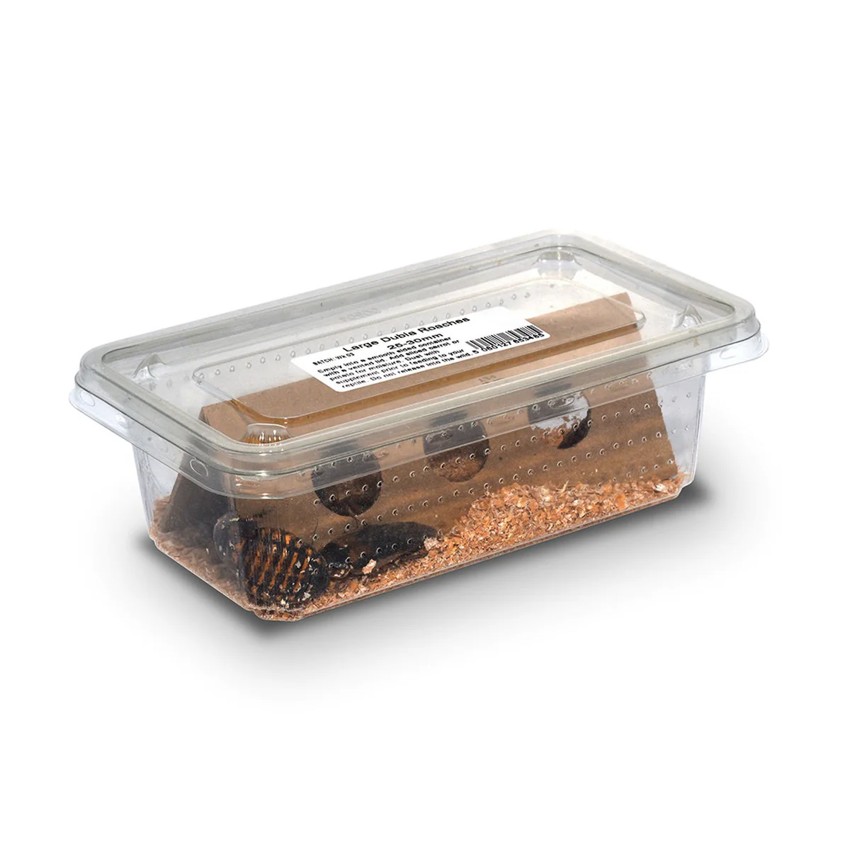 Dubia Roaches Large (25-30mm) 8 Pack - Image 2