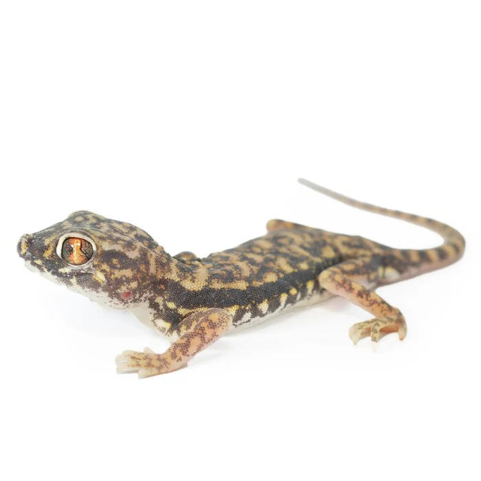 Dune Gecko