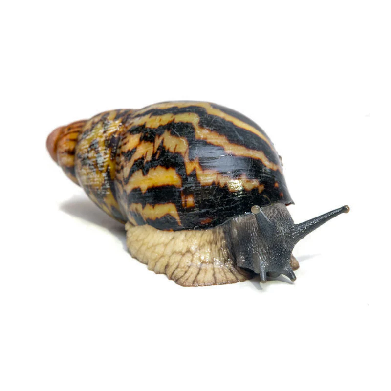 Dwarf African Land Snail | Archachatina papyracea - Image 2