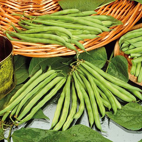 Dwarf Bean 'Tendergreen' - Image 2