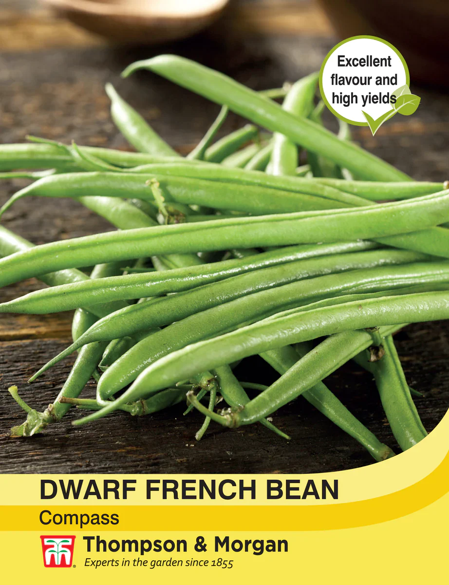 Dwarf Bean 'Compass' - Image 2