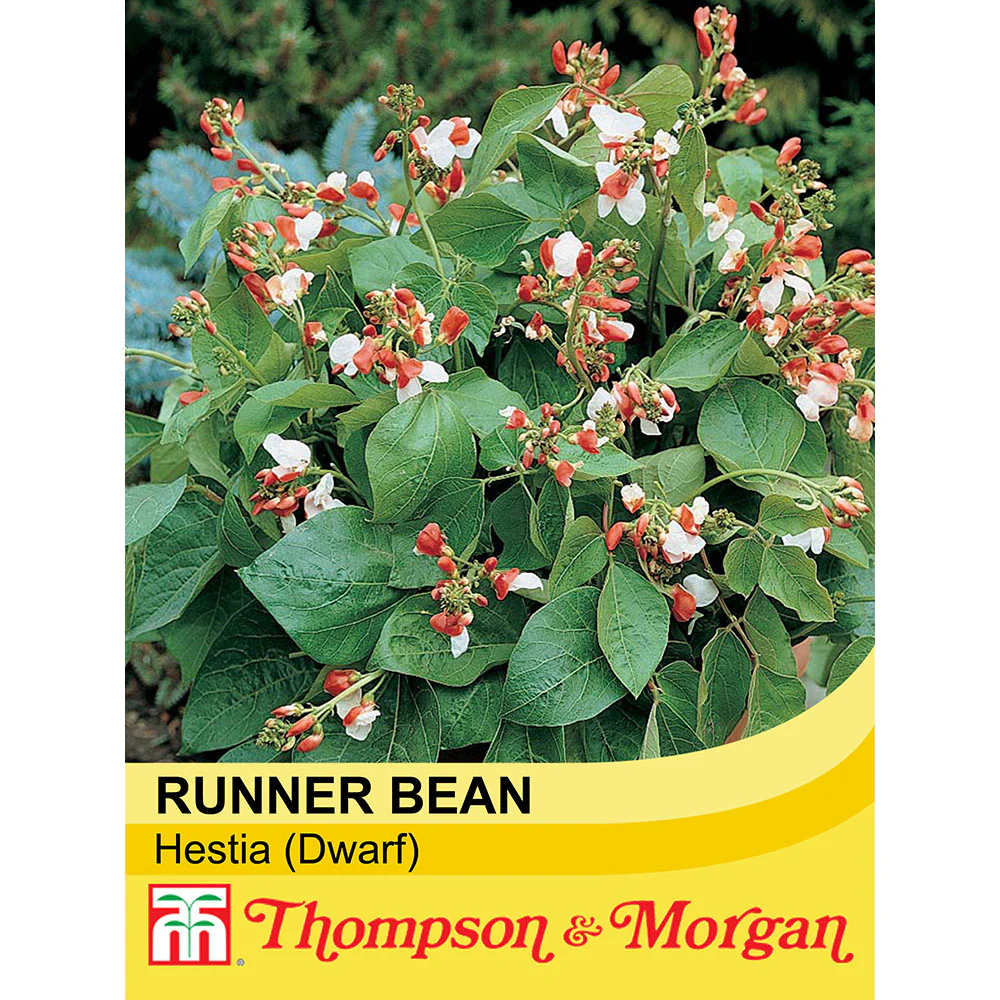 Dwarf Runner Bean 'Hestia'