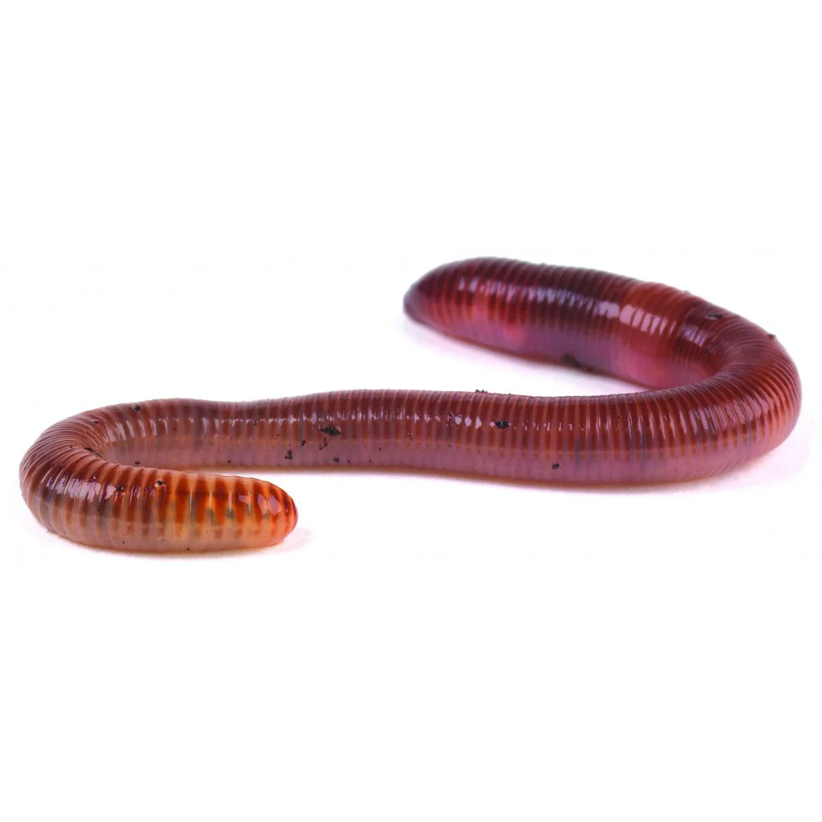 Earthworms (50-75mm)