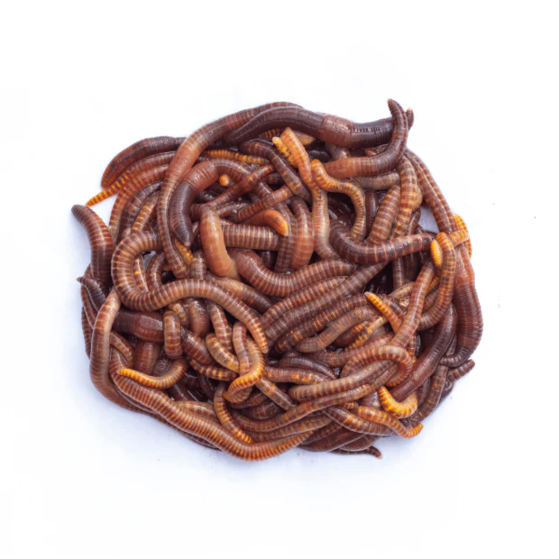 Earthworms (50-75mm) - Image 2
