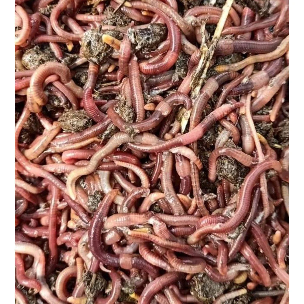 Earthworms (50-75mm) - Image 3
