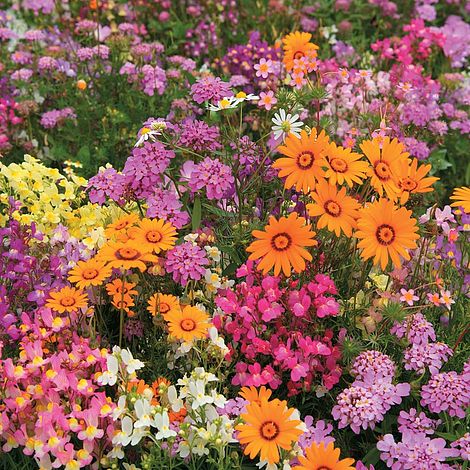 Easy Annuals 'Fairy Mixed' - Image 2