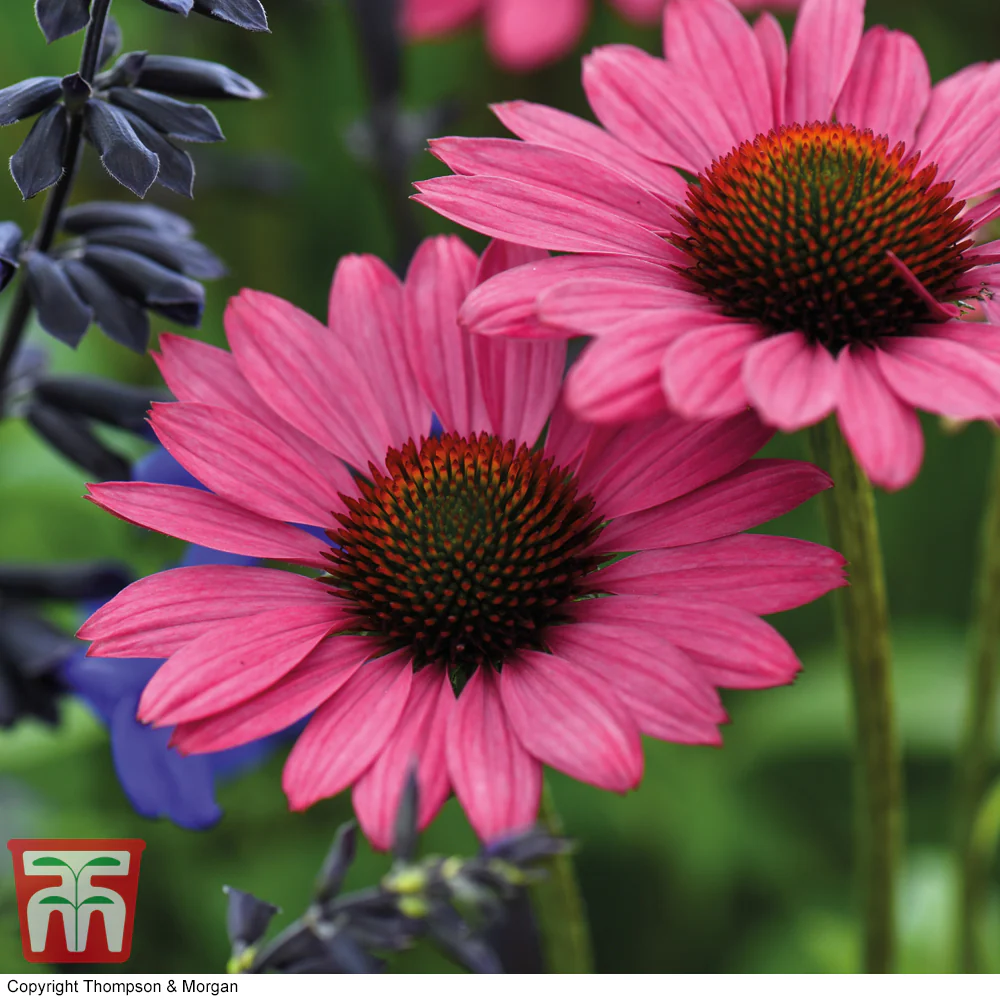 Echinacea Purpurea 'Magnus' - Image 2