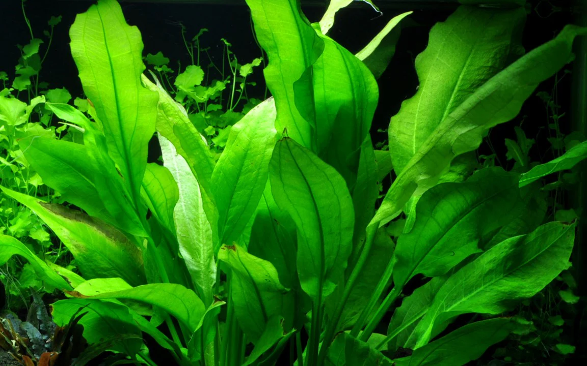 Echinodorus grisebachii 'Bleherae' 071 - 2 - Image 3