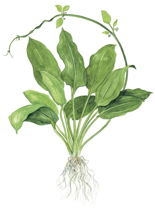 Echinodorus grisebachii 'Bleherae' 071 - 2 - Image 4