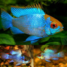 Electric Blue Ram L - Image 3