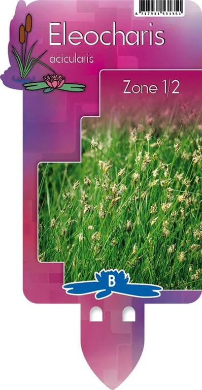Eleocharis palustris P9 - Image 2