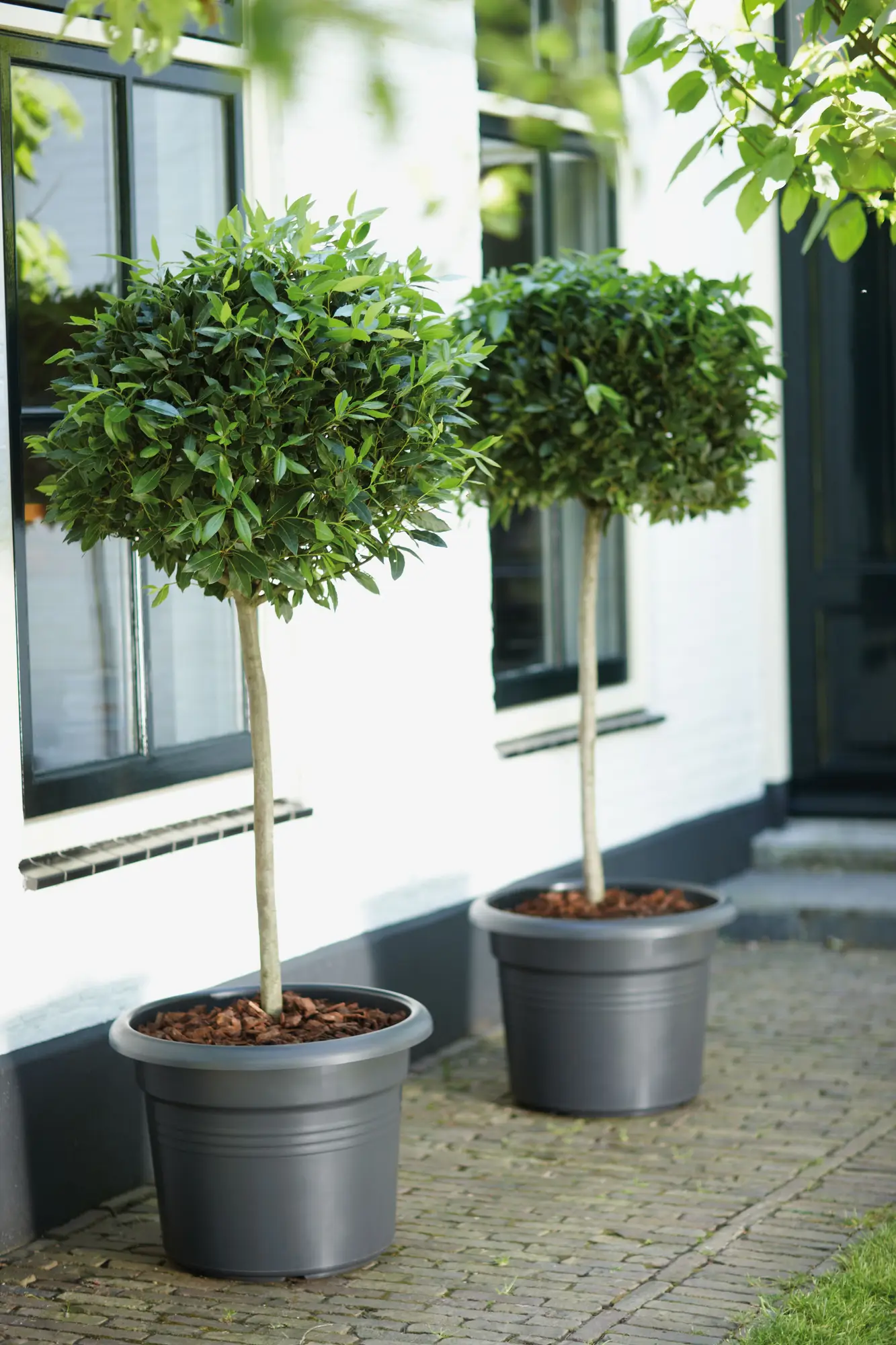 Elho Green Basics Cilinder 65cm Living Black - Image 4