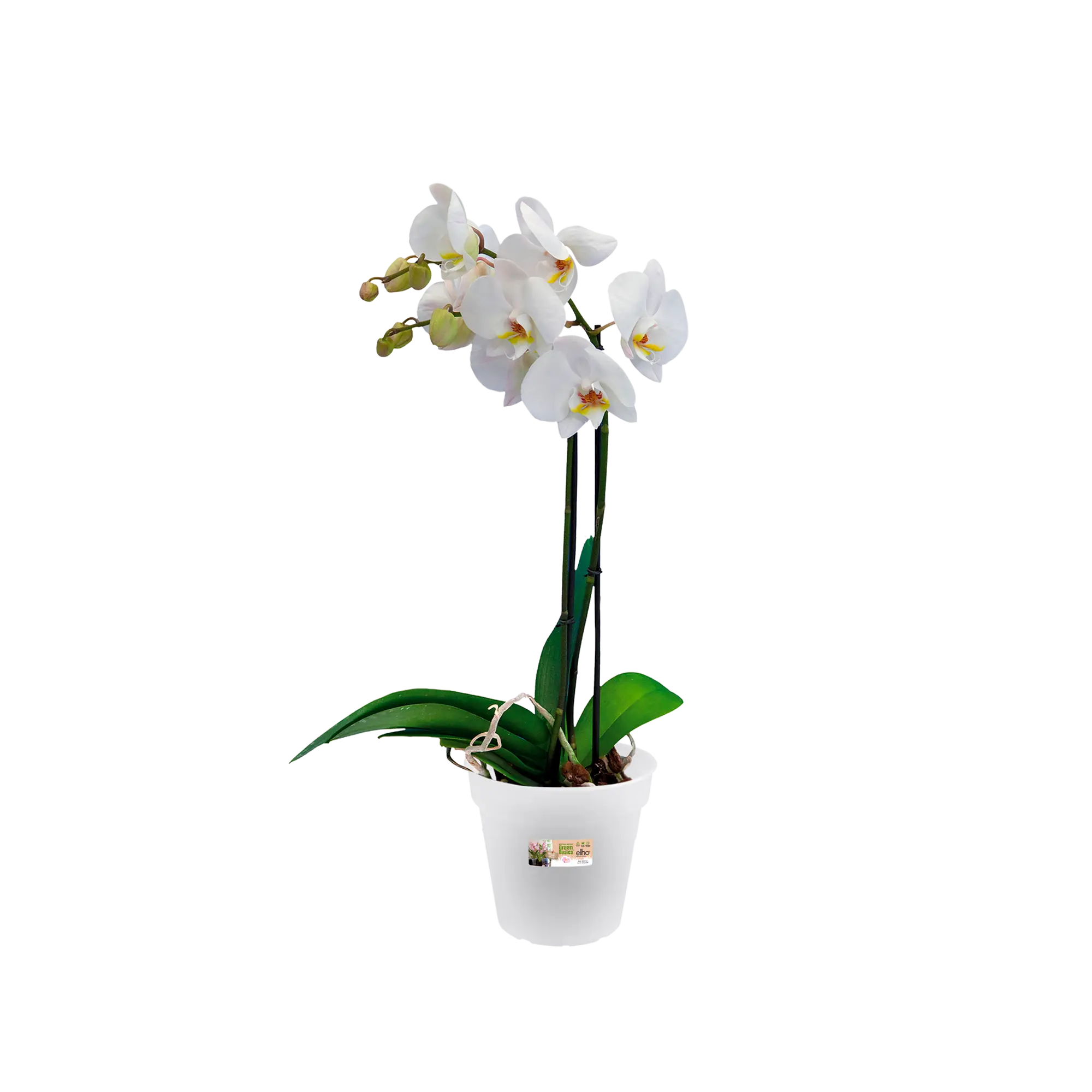 Elho Green Basics Orchid 15cm Transparent - Image 3