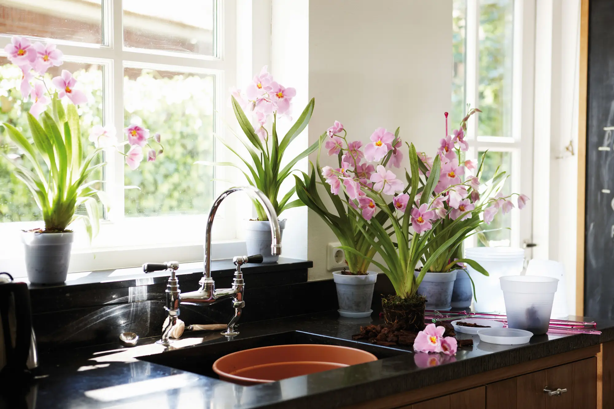 Elho Green Basics Orchid 15cm Transparent - Image 4