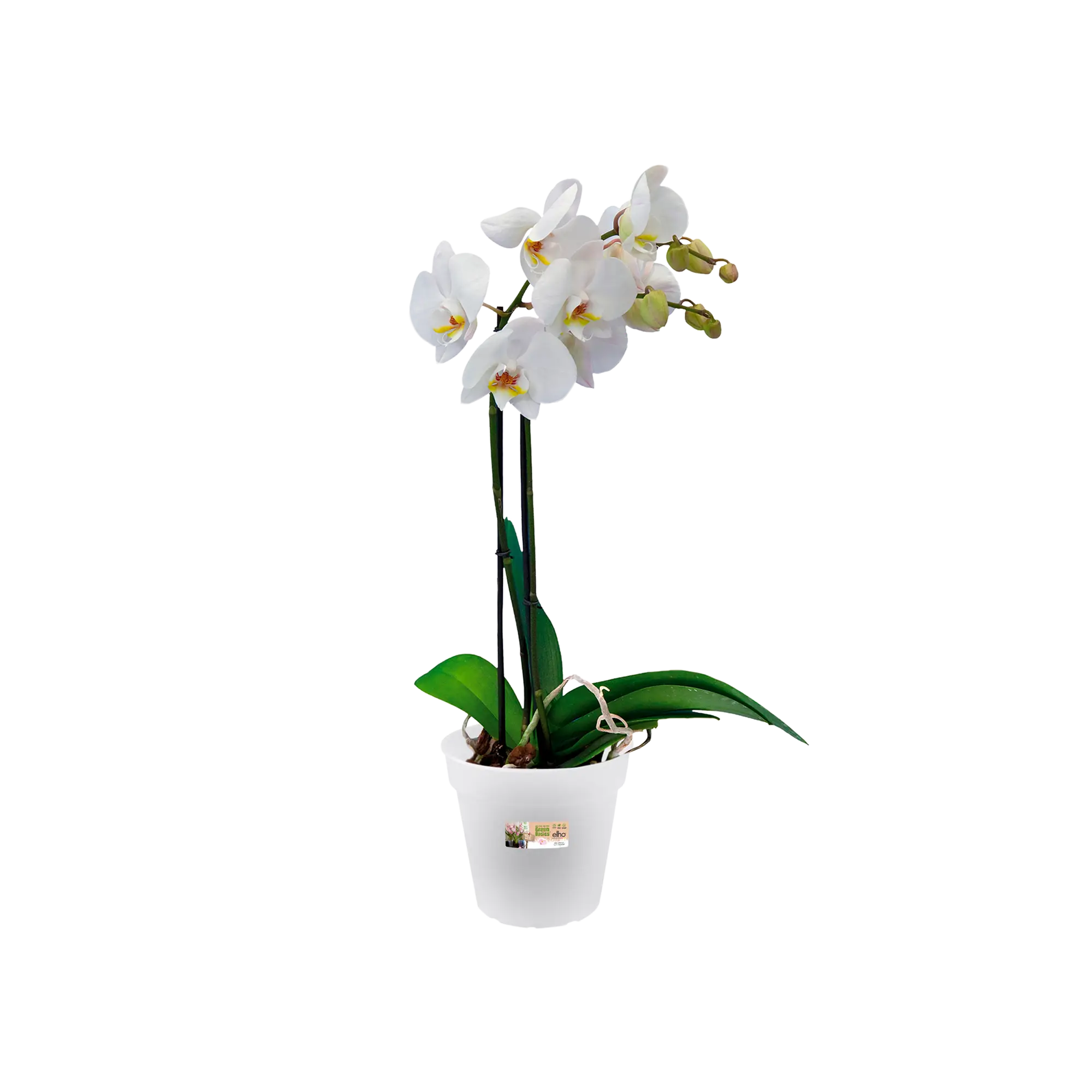 Elho Green Basics Orchid Pot 13cm Transparent - Image 3