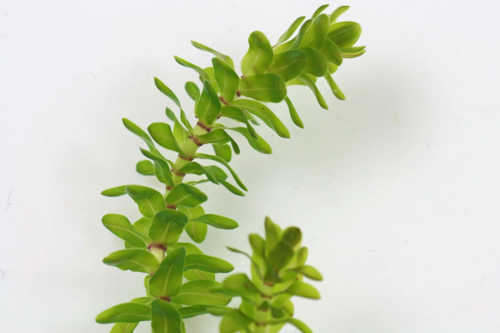 Elodea Canadensis - Oxygenating Aquatic Plant - Image 3