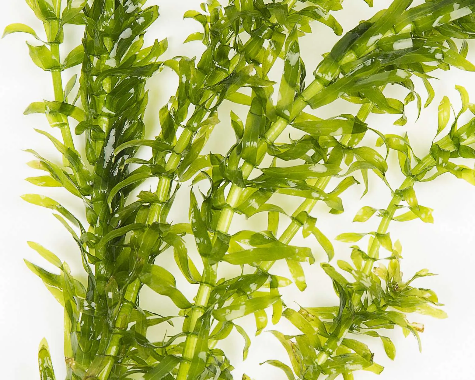 Elodea Densa - Oxygenating Aquatic Plant - Image 2
