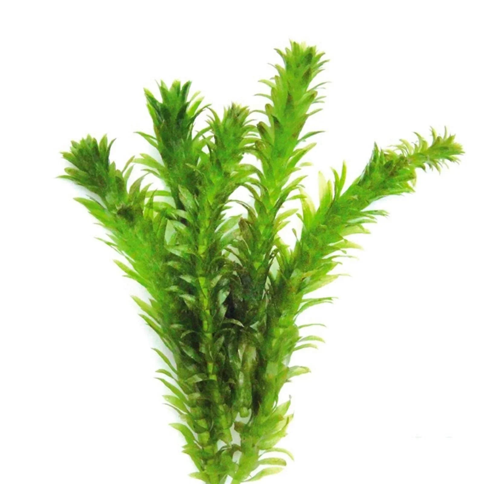 Elodea Densa - Oxygenating Aquatic Plant - Image 3