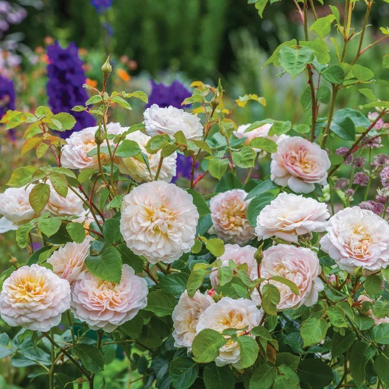 Emily Bronte David Austin Fragrant Rose 6 Litre - Image 3