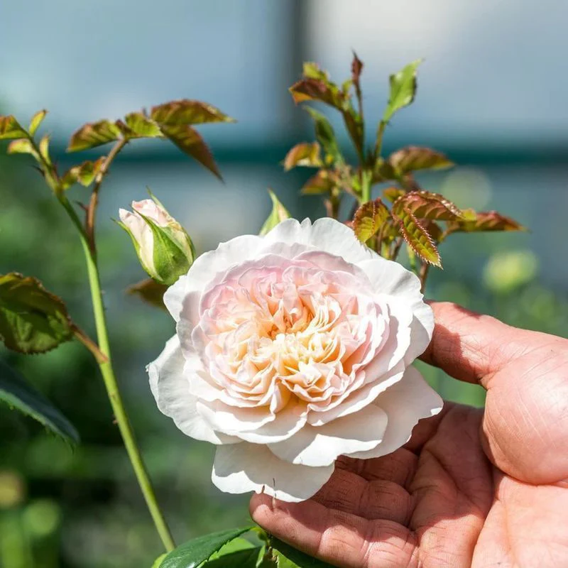 Emily Bronte David Austin Fragrant Rose 6 Litre - Image 4