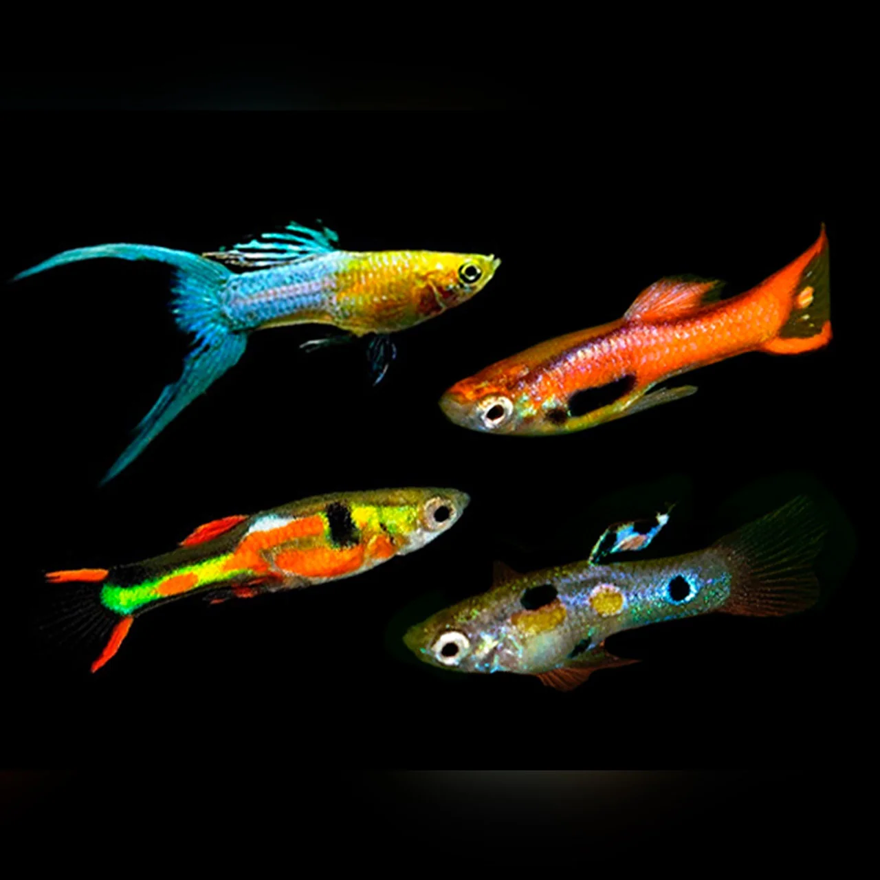 Endler Guppy Assorted Male (L)
