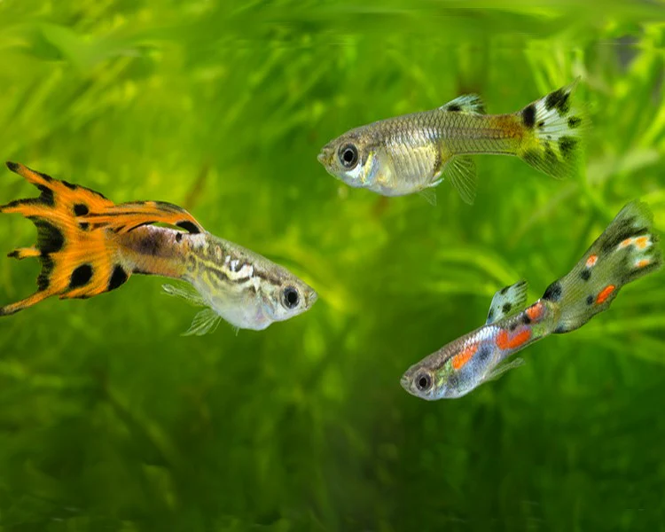 Endler Guppy Assorted Male (L) - Image 2