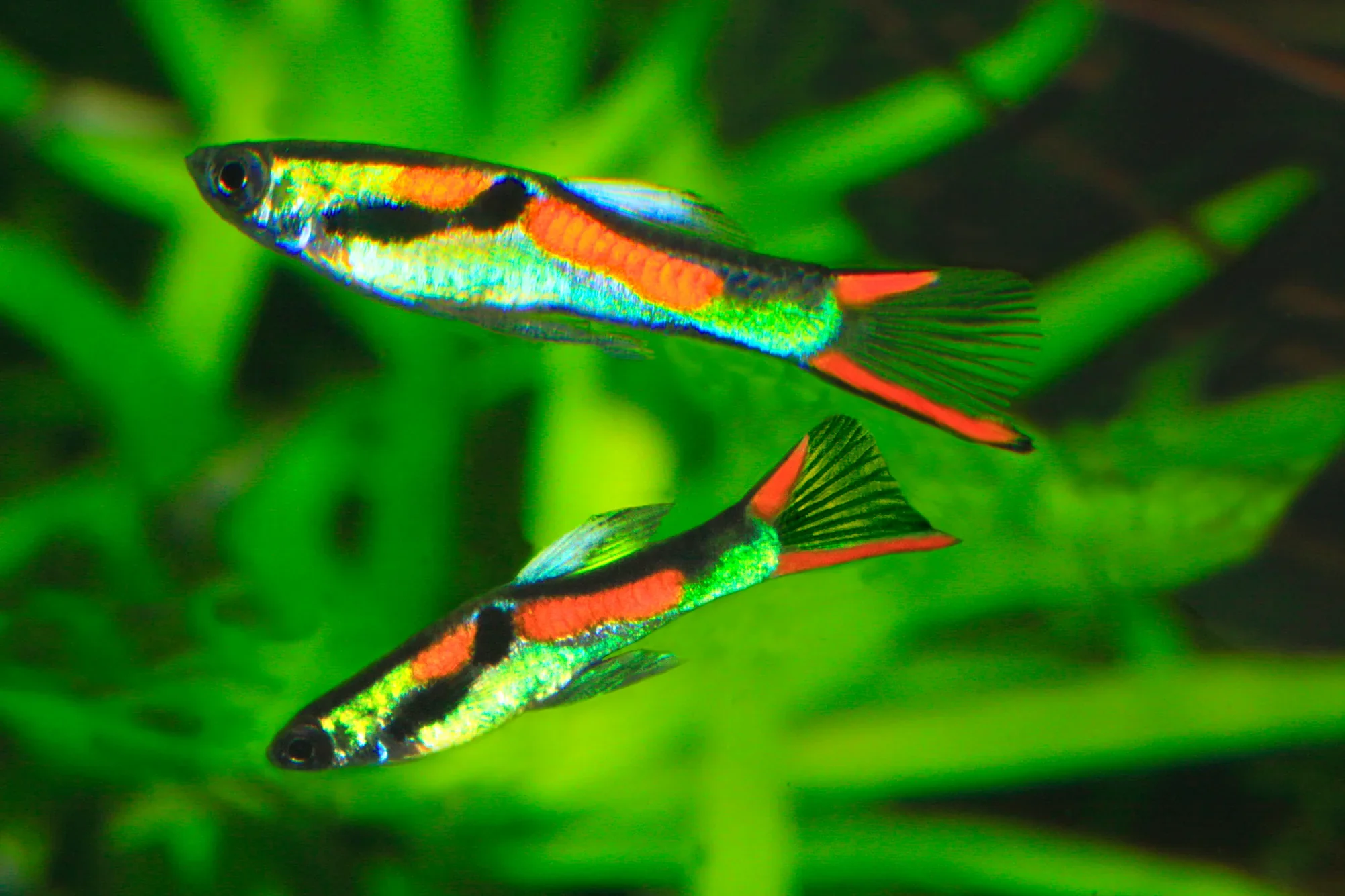 Endler Guppy Assorted Male (L) - Image 3