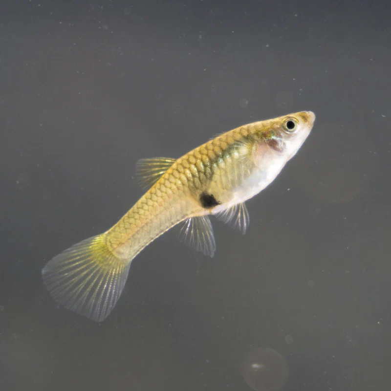 Endler Guppy Female L - Image 2