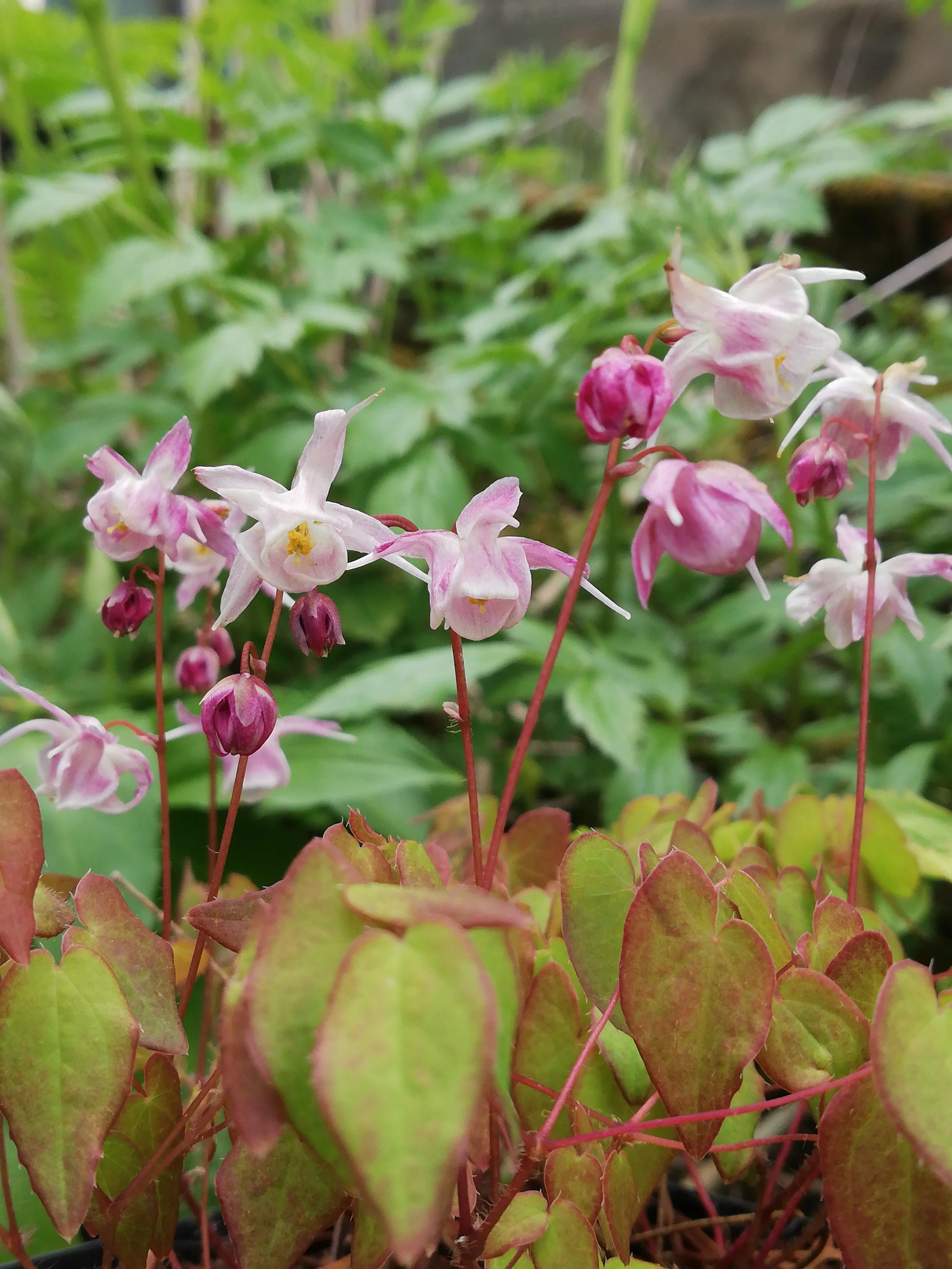 Epimedium 'Akebono' 2 LItre - Image 3