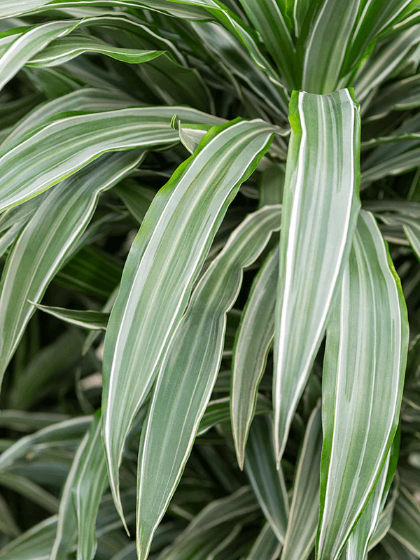 Dracaena fragrans 'White Stripe' 90-100cm Tall - Image 2
