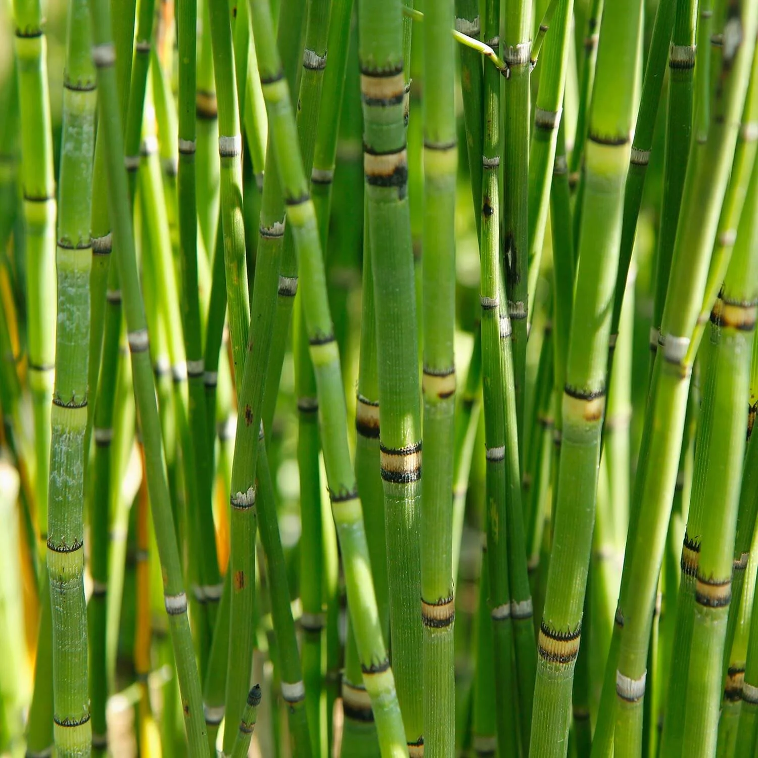 Equisetum hyemale / P15 - Image 3