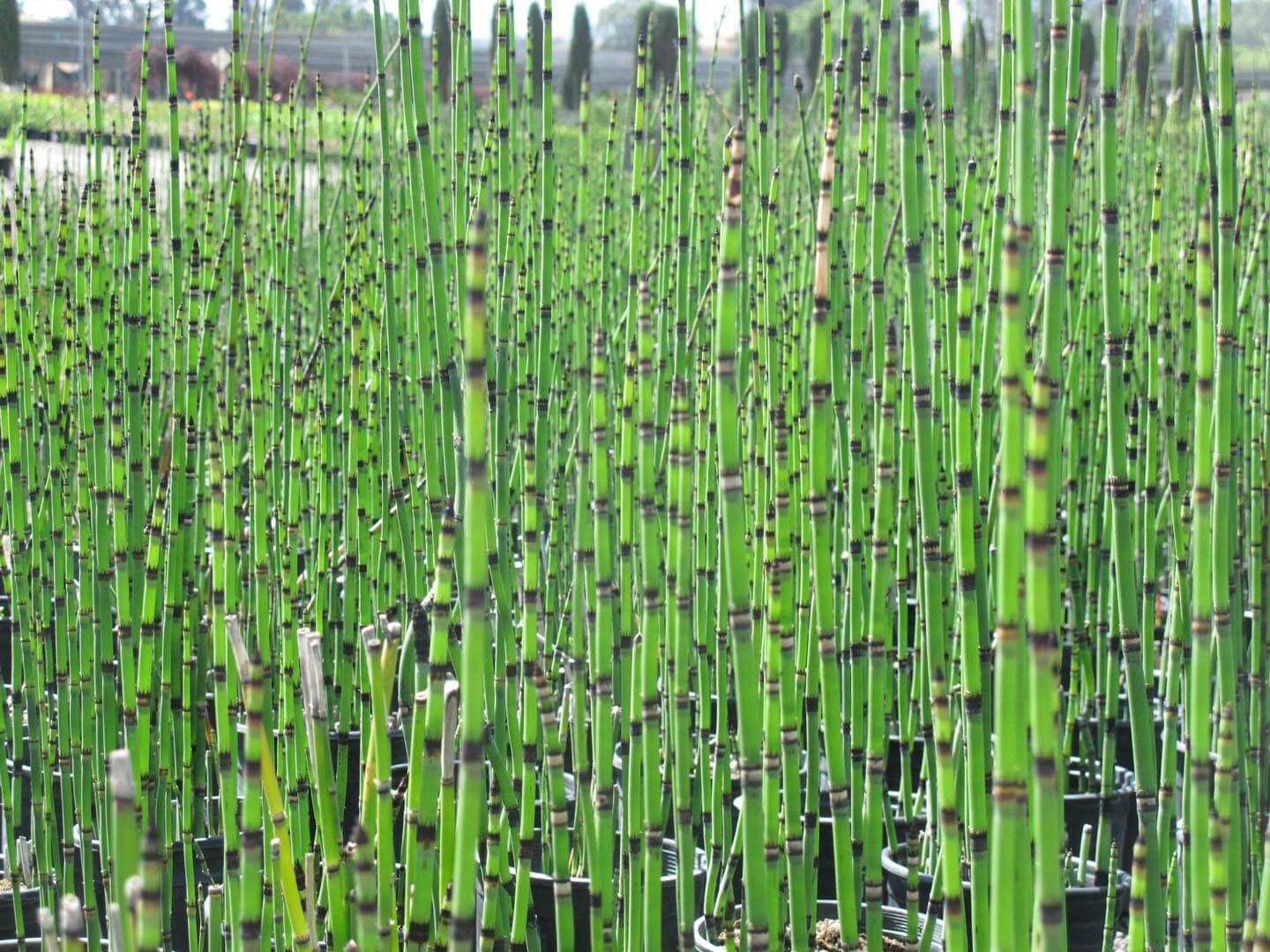 Equisetum hyemale / P15 - Image 4