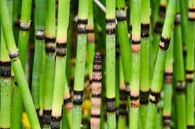 Equisetum hyemale / P15 - Image 5