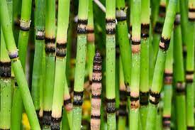 Equisetum hyemale | Horsetail P9 - Image 2