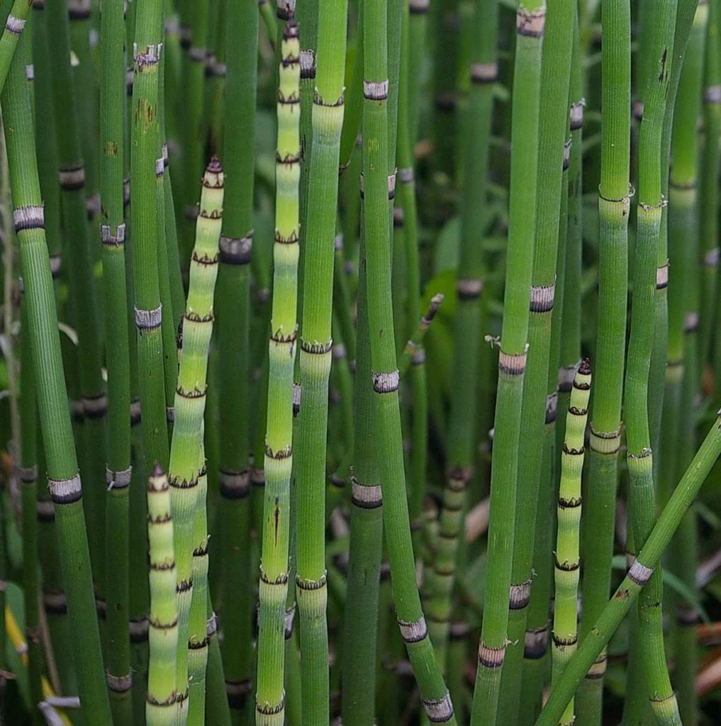 Equisetum hyemale | Horsetail P9 - Image 3