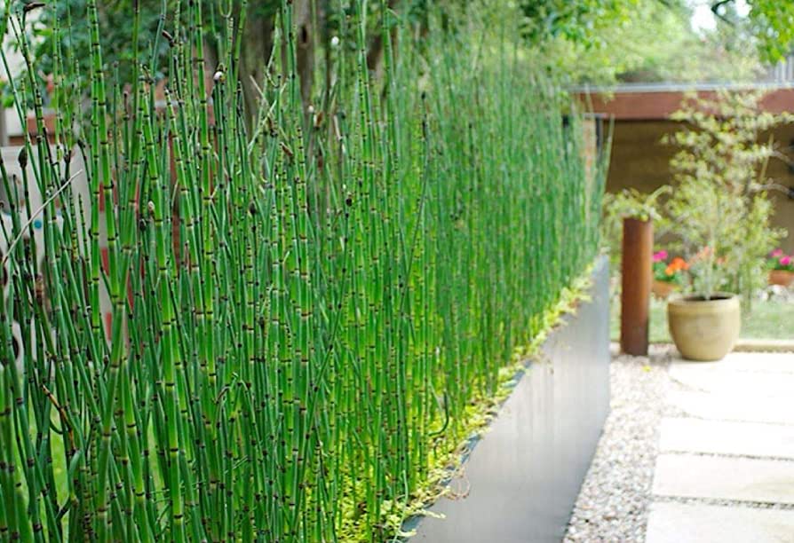 Equisetum hyemale | Horsetail P9 - Image 4