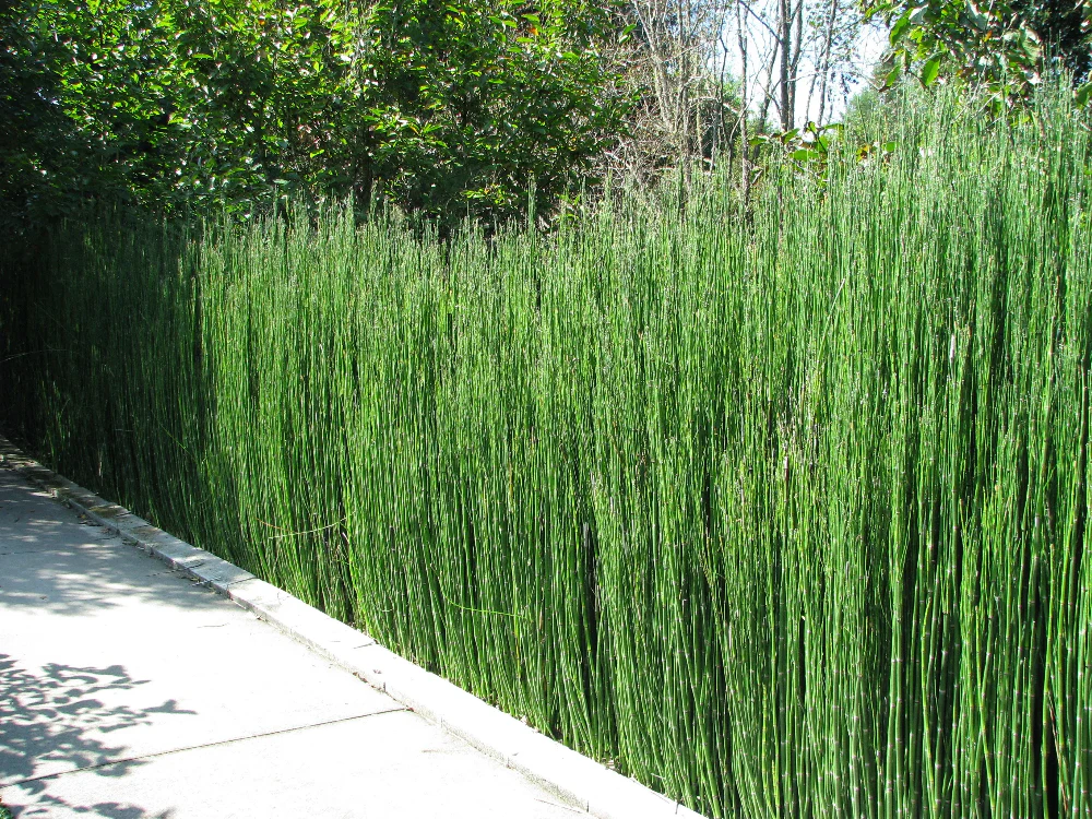 Equisetum hyemale | Horsetail P9 - Image 5