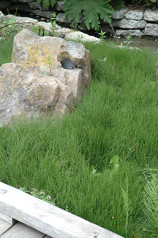 Equisetum scirpoides P9 - Image 2