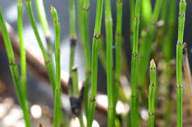 Equisetum scirpoides P9 - Image 3