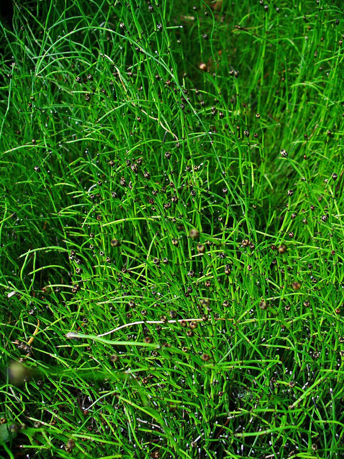 Equisetum scirpoides P9 - Image 4