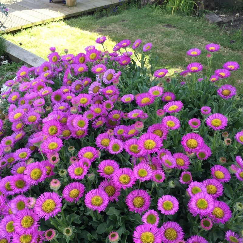 Erigeron 'Sea Breeze' - 2 Litre