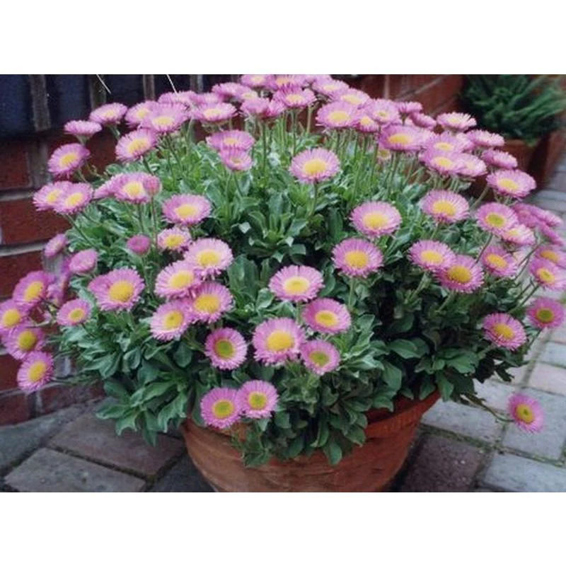 Erigeron 'Sea Breeze' - 2 Litre - Image 2