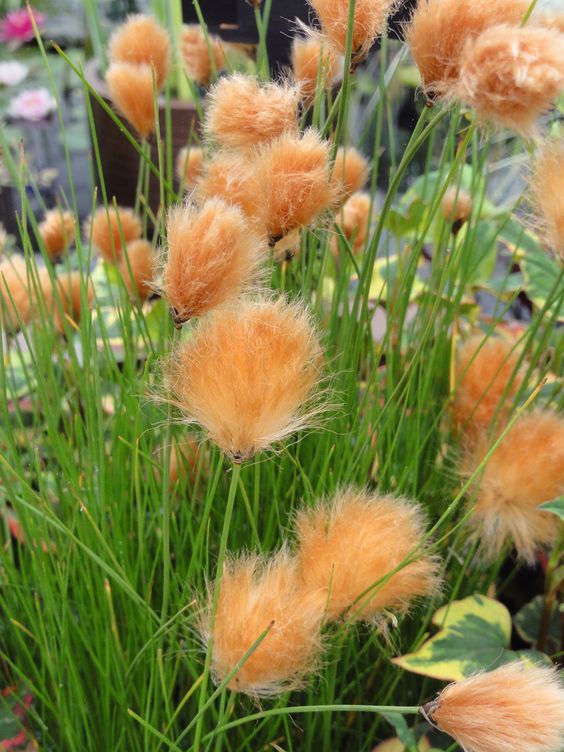 Eriophorum russeolum | Russet Cotton Grass P9
