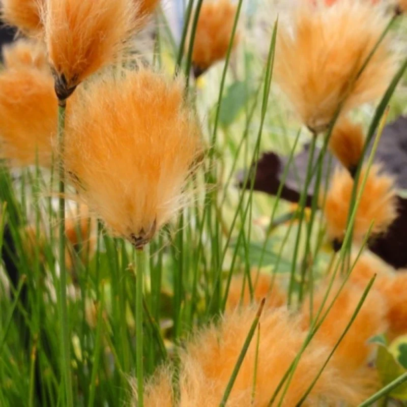 Eriophorum russeolum | Russet Cotton Grass P9 - Image 2