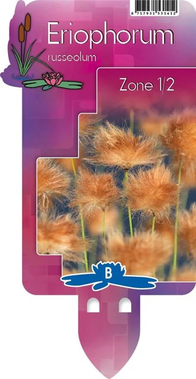 Eriophorum russeolum | Russet Cotton Grass P9 - Image 4